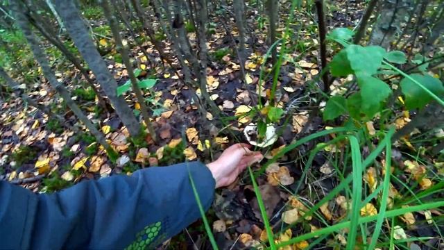 РАЙ ГРИБНИКА! ОПЯТЬ ПОПАЛ! СТОЛЬКО БЕЛЫХ ГРУЗДЕЙ ДАВНО не ВИДЕЛ! Полные вёдра! Грибы в августе 2020 смотреть онлайн