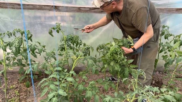 Пасынкование помидор в теплице.-4К смотреть онлайн