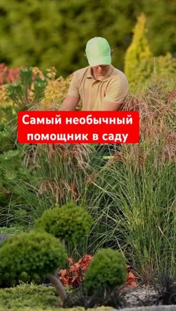 «Обычное» сито, а сколько пользы