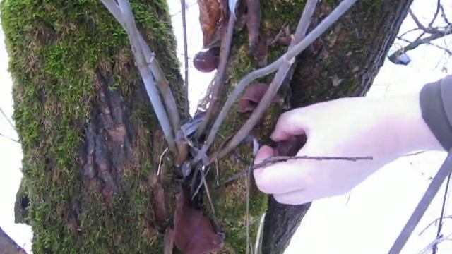 Грибы в феврале на берегу Десны-аурикулярия уховидная. смотреть онлайн