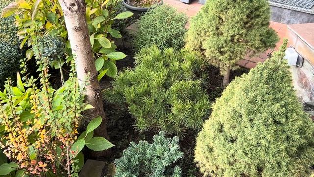 СОСНЫ ГОРНЫЕ: VARELLA, WINTER GOLD, PUMILIO, KOSTELNICEK, PAL MALETER, OPHIR, CARSTENS WINTERGOLD… смотреть онлайн