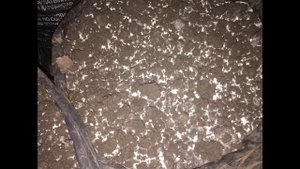 Шампиньоны! Результат