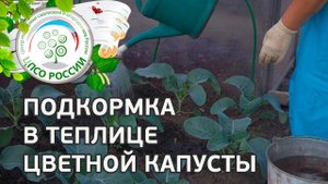 Подкормка цветной капусты. Выращивание капусты цветной осенью в теплице.