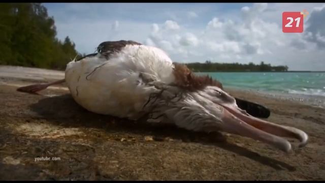 Заповедник: Крылья Арктики смотреть онлайн