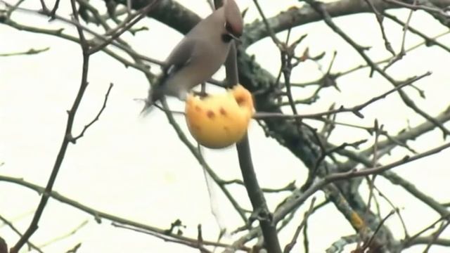 15 - Певчие птицы России * СВИРИСТЕЛЬ * смотреть онлайн