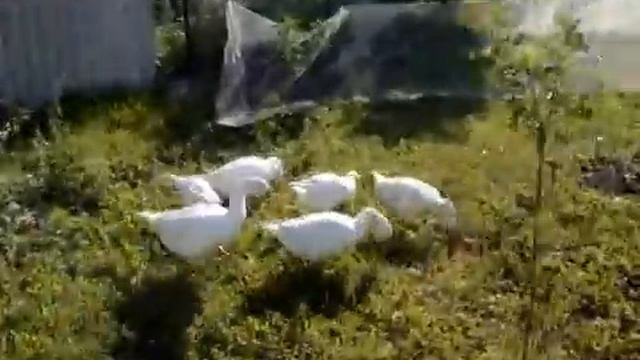 Датский Легард смотреть онлайн