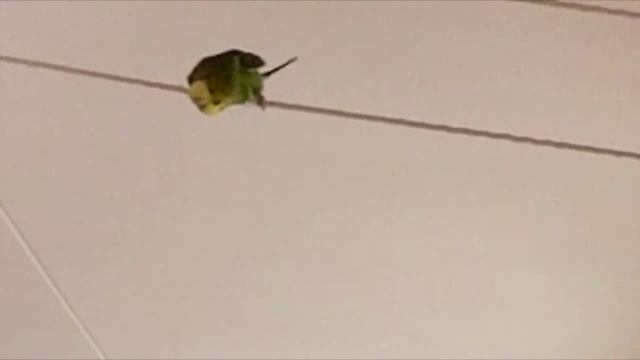 Замедленная съемка волнистики смотреть онлайн