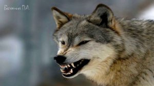 Петя и Волк сказка для детей