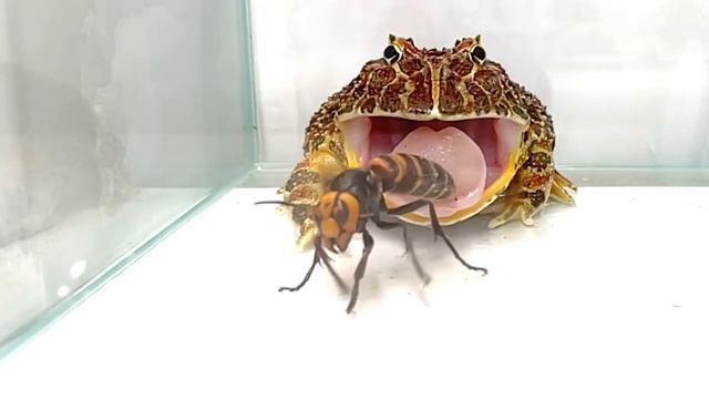 ПРЕДУПРЕЖДЕНИЕ ЖИВОЕ КОРМЛЕНИЕ Лягушка ест азиатского гигантского шершня frog eats giant hornet смотреть онлайн