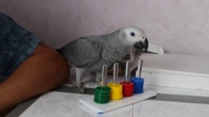 Жако Арти в гостях у попугая Григория