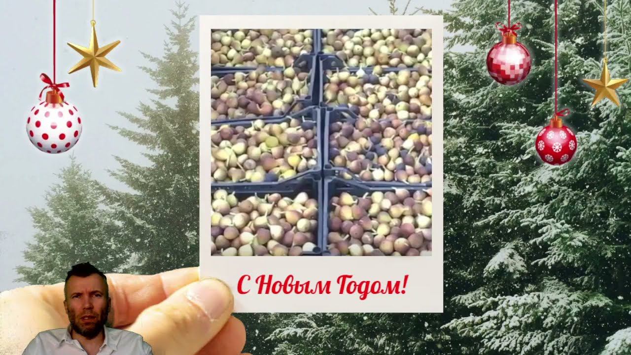 Чем пахнет инжир? Вкус, запах, перспективы инжира! Польза инжира. Игра в ассоциации.