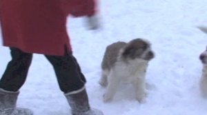 московская сторожевая купить щенка москва московская область