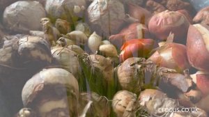 Growing bulbs indoors for winter flowers | Crocus.co.uk