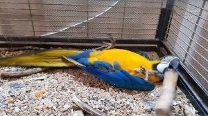 Попугай ара кувыркается - попугай ара счастлив ?