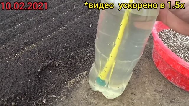 САМАЯ КРАСИВАЯ ПЕТУНИЯ (среди миллионов) КОТОРУЮ Я ВЫРАЩИВАЛ. От посева До цветения в одном видео.