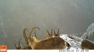 Сибирские козероги на Алтае