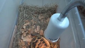 Сухопутная Черепаха греется под Ультрафиолетовой Лампой. УФ лампа для черепах. Tortoise. Turtles.