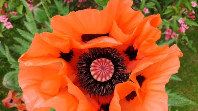 Футаж. Шмель вылетел из мака. Шмель собирает пыльцу. Видео без звука. Короткое видео. #Shorts смотреть онлайн