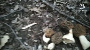 Smrčak_Ultra, mega, giga! Morchella esculenta var crassipes, DEBELONOGI SMRČAK