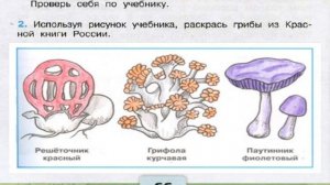 Окружающий мир. Рабочая тетрадь 3 класс 1 часть. ГДЗ стр. 65 №2