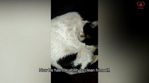 Injured blind cat wants to live Cat Rescue Part II