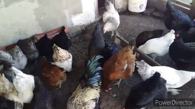 #влог//Как Правильно Кормить Кур//Круглый Год с Яйцами//Норма или Вдоволь Кормить Кур Несушек?