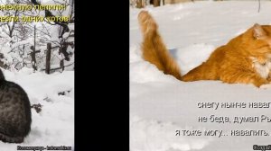 Снежный кот