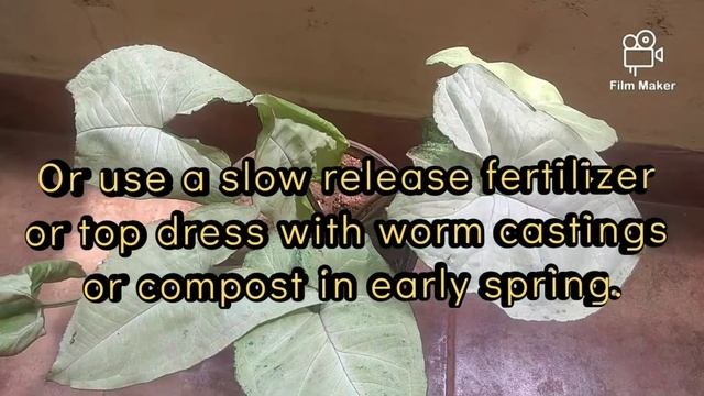 Syngonium Plant Care/ Arrow Head Plant