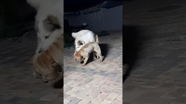 Алабай против Шарпея смотреть онлайн