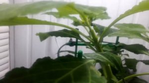 Сальвиа Дивинорум ( Salvia Divinorum ) Шалфей Предсказателей
