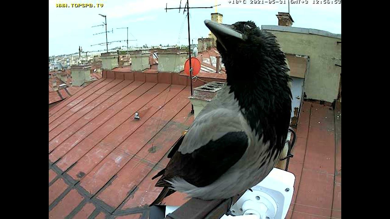 Counting Crows That Sat On The Live Camera Считаем ворон на камере