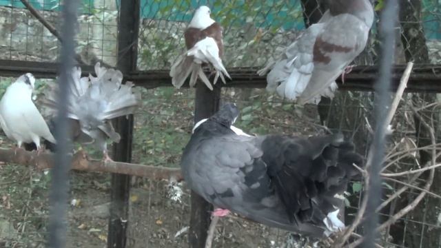 ПУТЕШЕСТВИЕ В ЗООПАРК "СКАЗКА" / КРЫМ / ЯЛТА смотреть онлайн