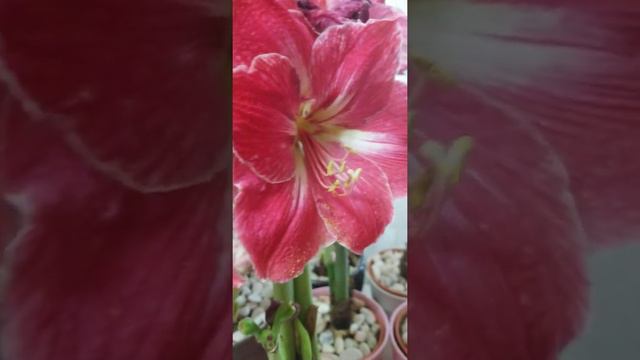 Amaryllis Flowers at Tresmariashomegarden