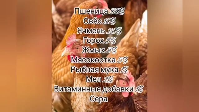 СХЕМА СОСТАВЛЕНИЯ РАЦИОНА ДЛЯ КУР НЕСУШЕК. КОРМЛЕНИЕ НЕСУШЕК.
