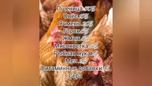 СХЕМА СОСТАВЛЕНИЯ РАЦИОНА ДЛЯ КУР НЕСУШЕК. КОРМЛЕНИЕ НЕСУШЕК.