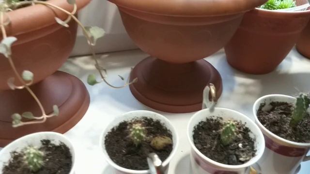 Комнатные растения?Часть 1?Обзор-отчет по итогу июля?Суккуленты,адениумы,кактусы,мирт бугенвиллея? смотреть онлайн