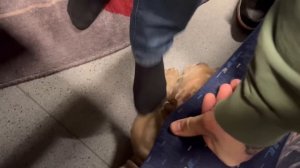 Секретная поездка с Булей и Боней. Каково ехать в поезде с собакой? Раскрытие тайны голоса за кадро