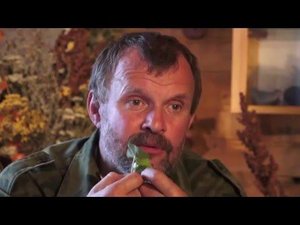 Травовед. Копытень. Рассказывает Моряков Сергей Викторович