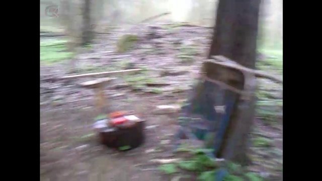 вглубь леса 1