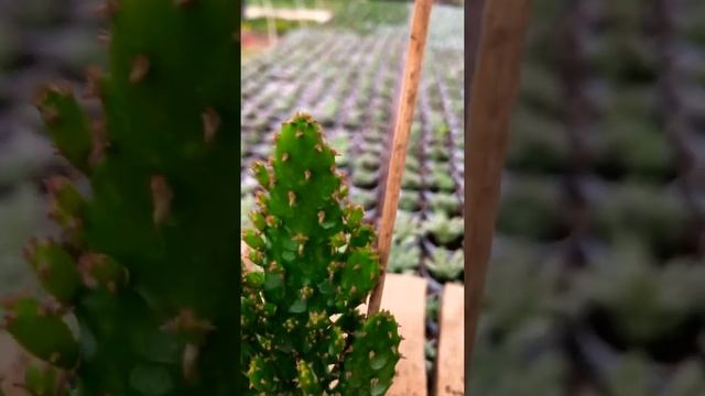 Opuntia Monacantha Cactus Radyosyon Emici kaktüs