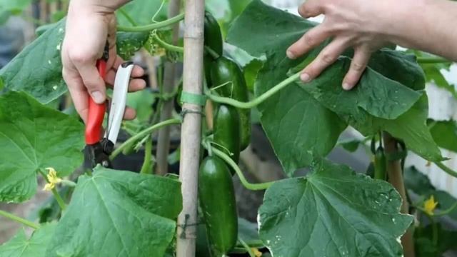Не удаляйте пасынки огурцов пока не увидите это видео! Формируем растение, чтобы огурцов было много