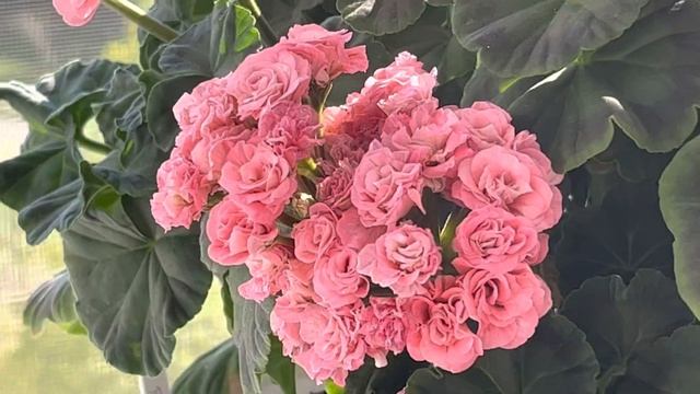 Ирида «Мамины розы» ответ на вопрос в комментарии смотреть онлайн