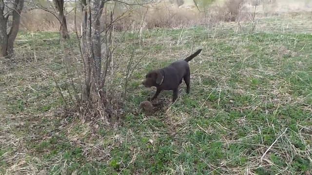 Богатая деревня / Серебро Екатерины II / Весенний поиск монет с металлоискателем minelab смотреть онлайн