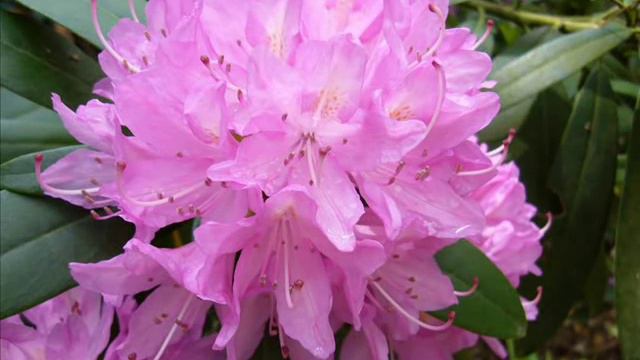 Rhododendron 0001 смотреть онлайн