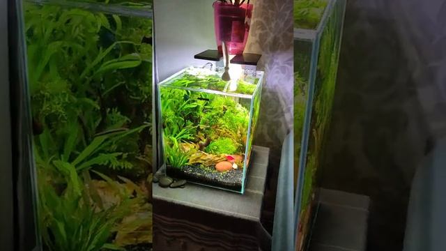 Aquael shrimp set 30 смотреть онлайн