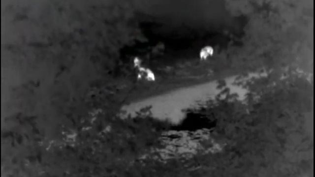 Pulsar helion xq 38 F hőkamera felvétel vaddisznó смотреть онлайн