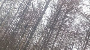 Соха Якутия город Мирный белки Прямо посередине центр