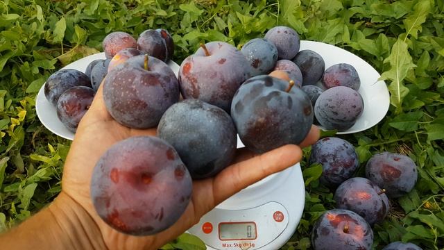 Слива диплоидная Лери Энн Larry Ann* смотреть онлайн