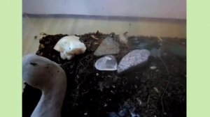 Rhytidoponera metallica обзор моей колонии муравьев Rhytidoponera metallica