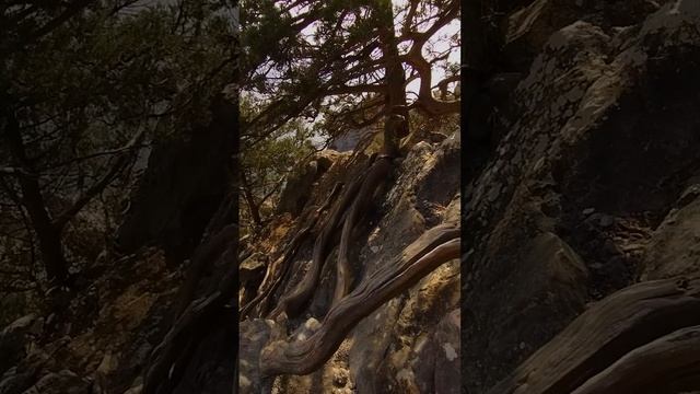 Можжевеловая лестница (обезьянья) в горах на Тропе Новый Свет-Весёлое. Март.